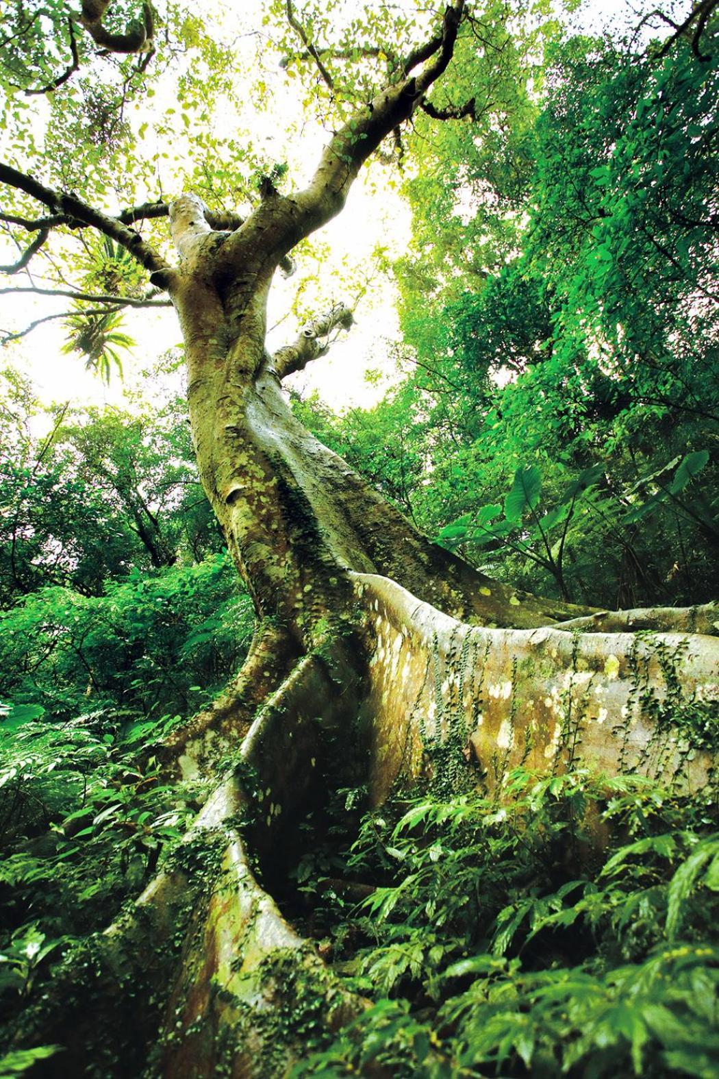 Great Roots Forestry Spa Resort Sanxia Εξωτερικό φωτογραφία